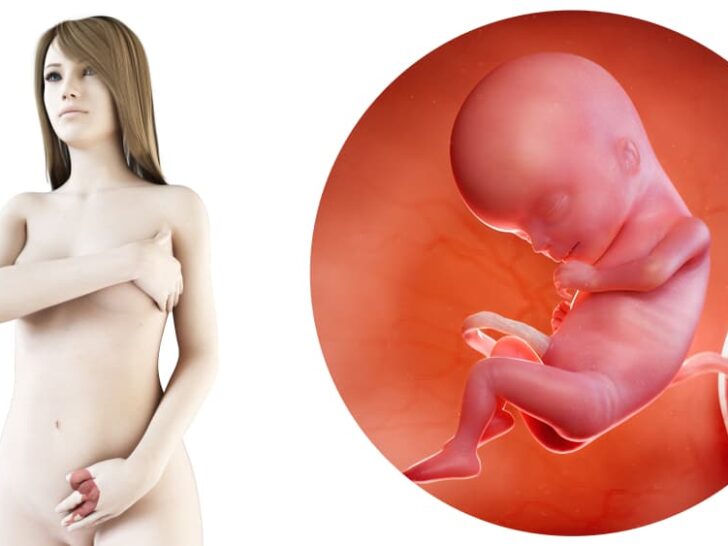 zwangerschapskalender; 15 weken zwanger - Mamaliefde.nl