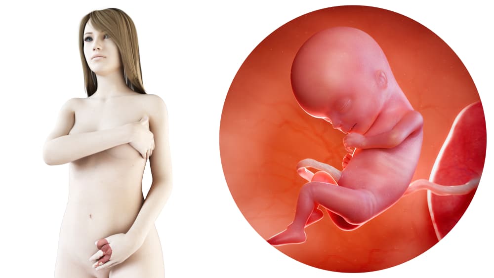 zwangerschapskalender; 15 weken zwanger - Mamaliefde.nl