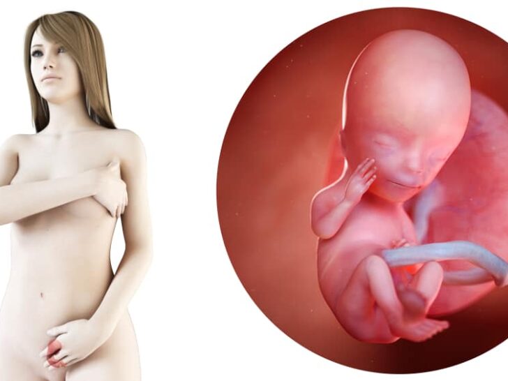 Zwangerschapskalender; 13 weken zwanger