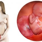 zwangerschapskalender; 19 weken zwanger - Mamaliefde.nl