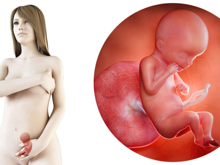 Zwangerschapskalender; 19 weken zwanger