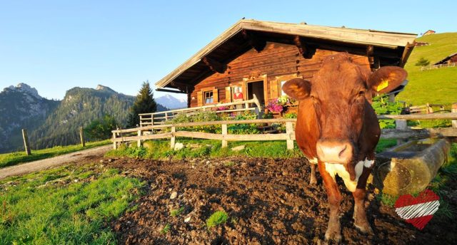 Bauernhof Oostenrijk; kindvriendelijke boerderijvakantie tijdens zomervakantie - Reisliefde