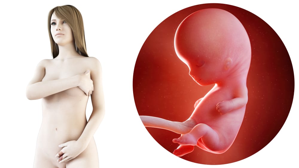 Zwangerschapskalender; 10 weken zwanger