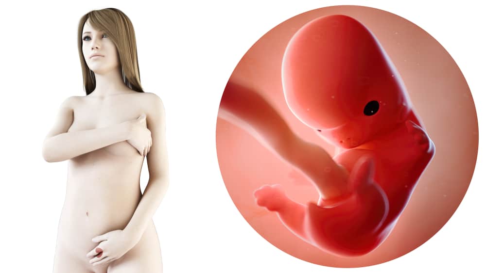 8 weken zwanger; zwangerschapskalender - Mamaliefde.nl