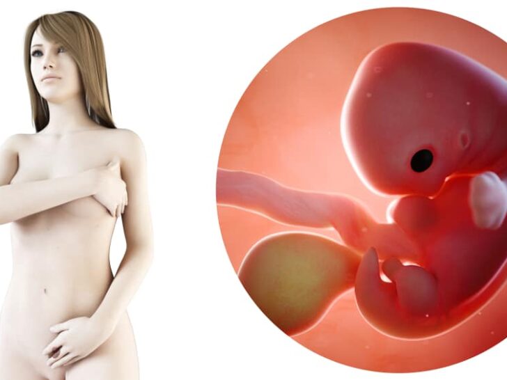 Zwangerschapskalender; 7 weken zwanger