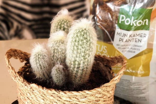 Een cactus lijkt misschien wat saai, maar is veel leuker dan je denkt. Deze langzaam groeiende vetplant kan onder zeer droge omstandigheden overleven. Iets, wat voor mensen die géén groene vingers hebben zoals ik, ideaal is.