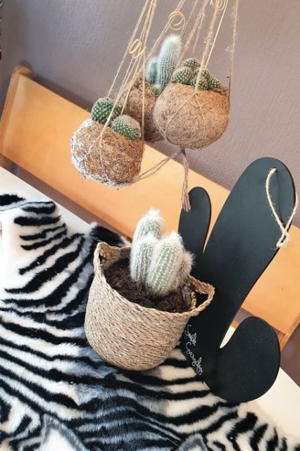 Een cactus lijkt misschien wat saai, maar is veel leuker dan je denkt. Deze langzaam groeiende vetplant kan onder zeer droge omstandigheden overleven. Iets, wat voor mensen die géén groene vingers hebben zoals ik, ideaal is.