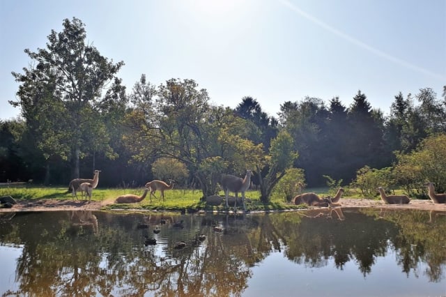 Givskud Zoo Billund safaripark; dierentuin Denemarken - Reisliefde