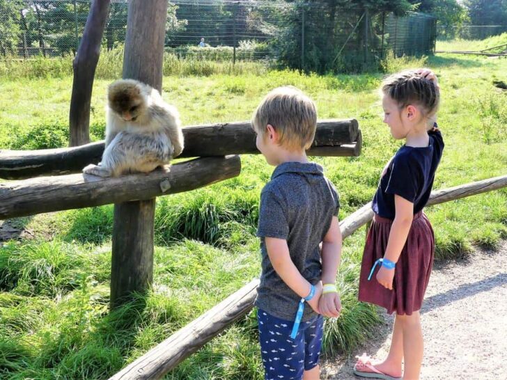 Safaripark Givskud Zoo; review dierentuin Billund Denemarken met kinderen