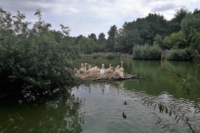 Vogelpark Avifauna Alphen; dierentuin, boottocht en hotel - Reisliefde