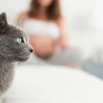 Toxoplasmose tijdens zwangerschap; van katten tot filet americain - Mamaliefde.nl