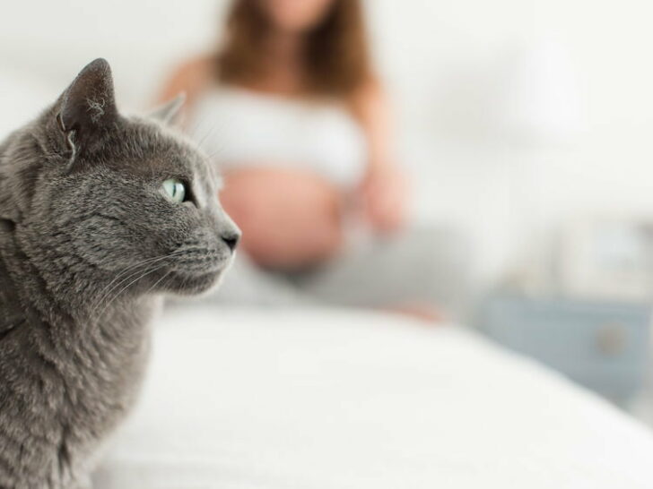 Toxoplasmose tijdens zwangerschap; van katten tot filet americain