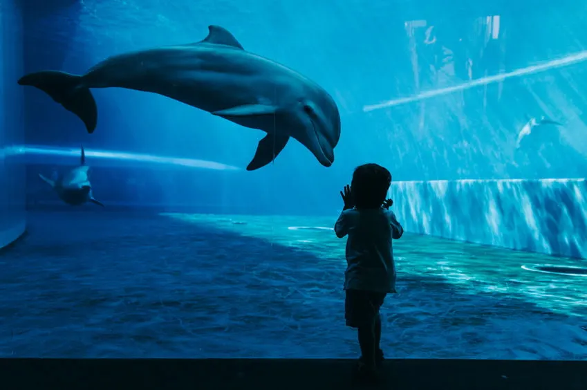 Wat is Dolphin Parenting? - Mamaliefde.nl
