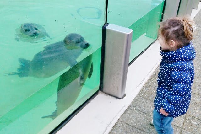 Ecomare Texel; zeehondenopvang & tentoonstelling - Mamaliefde