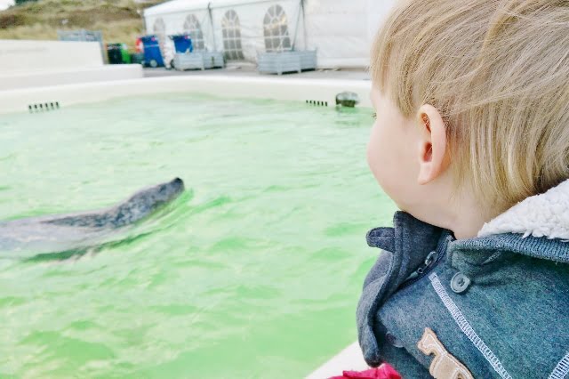 Ecomare Texel; zeehondenopvang & tentoonstelling - Reisliefde