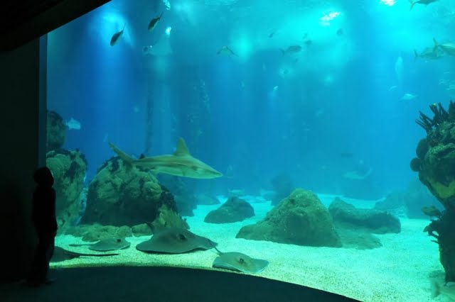 Oceanarium Lissabon aquarium bezoeken - Reisliefde