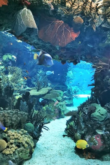 Oceanarium Lissabon aquarium bezoeken - Reisliefde