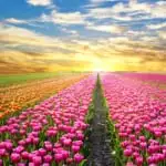 Tulpenvelden bezoeken en bloembollen uitjes Nederland met kinderen - Mamaliefde.nl