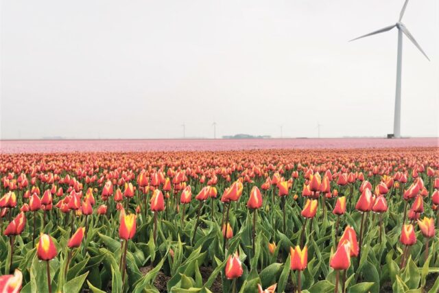 Tulpenroute Flevoland met de auto of fiets langs bollenvelden en pluktuin - Reisliefde