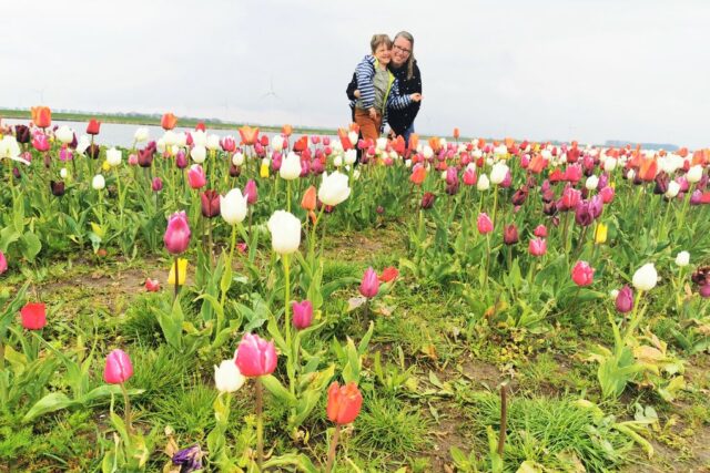 Tulpenroute Flevoland met de auto of fiets langs bollenvelden en pluktuin - Reisliefde