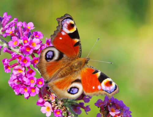 Vlinders in Nederland; van vlindertelling tot planten
