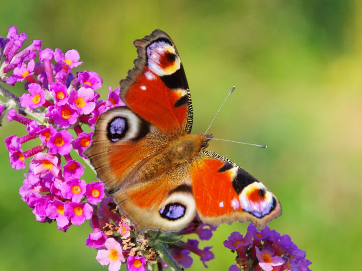 Vlinders in Nederland; van vlindertelling tot welke soorten