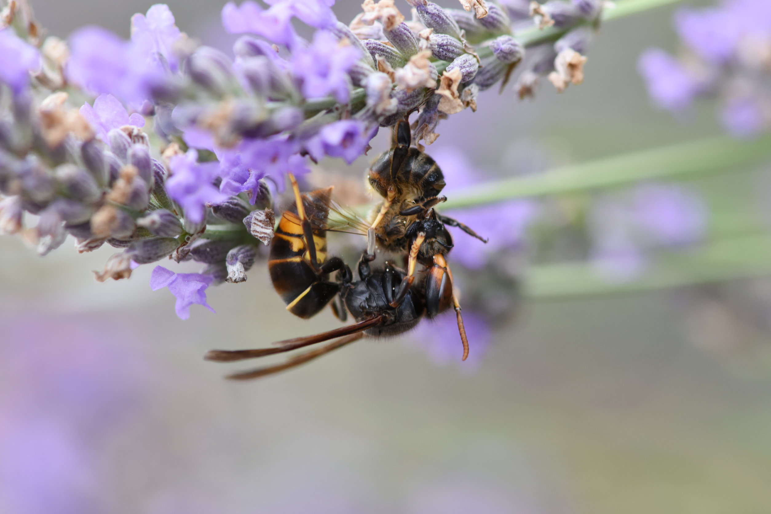 Aziatische hoornaar; hoe herken je hem en wat moet je doen? - Mamaliefde.nl