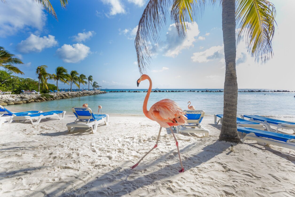 Aruba met kinderen tips wat te doen; bezienswaardigheden, activiteiten, stranden en uitjes tijdens vakantie - Mamaliefde.nl