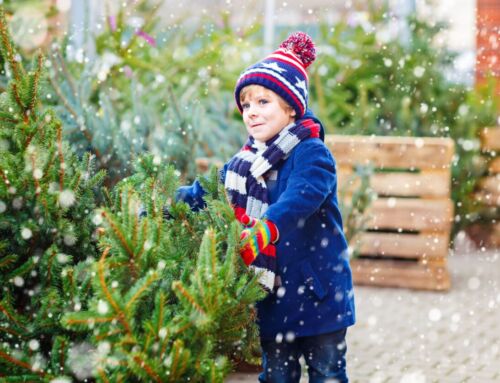 Kerstboom verzorgen en onderhouden; tips om er voor te zorgen dat hij langer meegaat