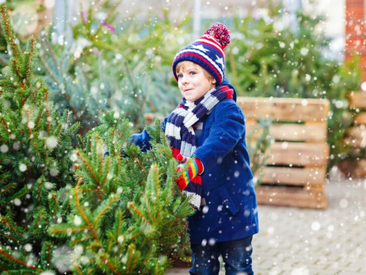 Kerstboom verzorgen en onderhouden; tips om er voor te zorgen dat hij langer meegaat - Mamaliefde.nl