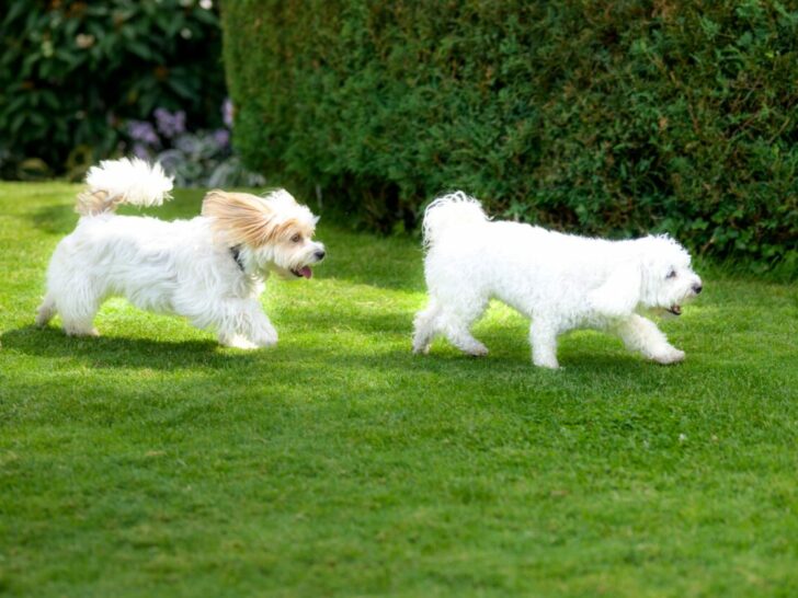 Tuin puppyproof maken met omheining of hek om hond in tuin te houden