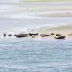 Overzicht zeehonden en dolfijnen spotten in Nederland - Mamaliefde.nl