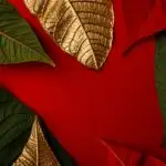Traditionele Kerst kleuren: Rood, Groen en Goud - Mamaliefde.nl