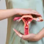 Baarmoeder tijdens zwangerschap - Mamaliefde.nl