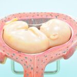 De placenta in de baarmoeder tijdens de zwangerschap- Mamaliefde.nl