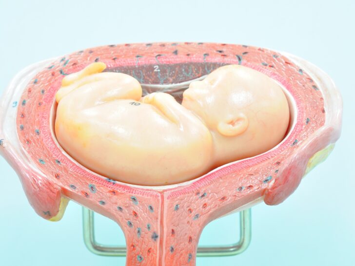 De placenta in de baarmoeder tijdens de zwangerschap- Mamaliefde.nl