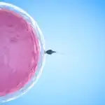 Van bevruchting (conceptie) tot zygote: de beginfase van de zwangerschap met eerste cellen,- Mamaliefde.nl