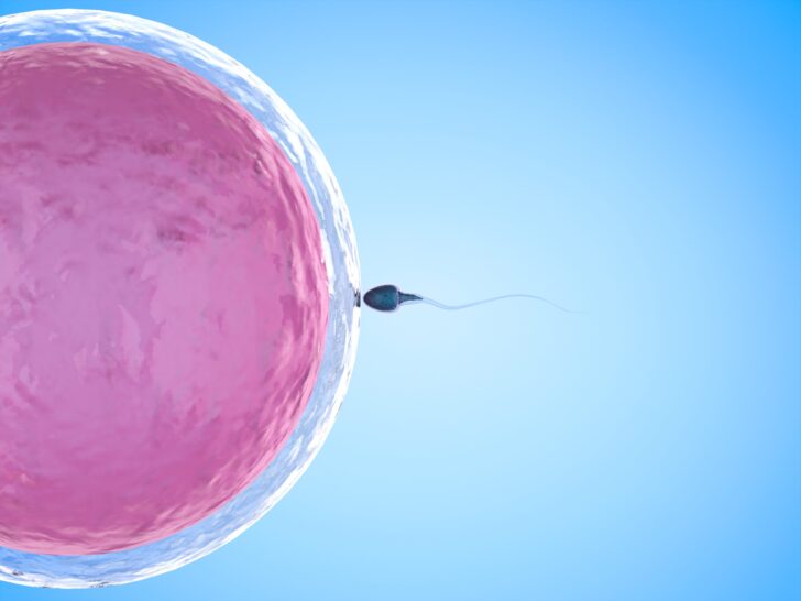 Van bevruchting (conceptie) tot zygote: de beginfase van de zwangerschap met eerste cellen,- Mamaliefde.nl